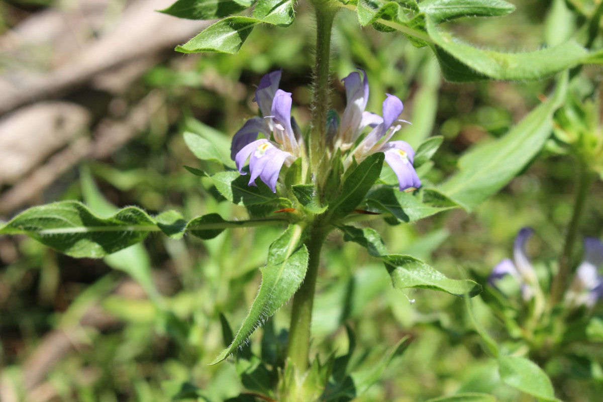 Hygrophila auriculata (Schumach.) Heine